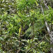 Psiadia laurifolia.bois de tabac.bois de chenilles .( au premier plan ) asteraceae.endémique Réunion..jpeg
